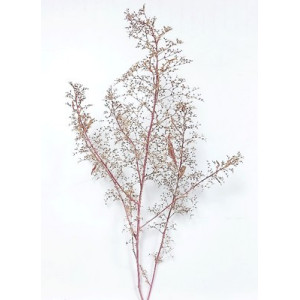 Seafoam trees, komosa, KoTeBi, KTB Z 0010