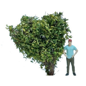 Krzaki 35 - 40 mm, ciemna zieleń, KoTeBi, KTB Z 0021