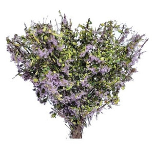 Krzaki 35 - 40 mm, kwitnące, kolor fioletowy, KoTeBi, KTB Z 0022