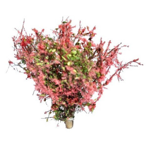 Krzaki 35 - 40 mm, kwitnące, kolor czerwony, KoTeBi, KTB Z 0023