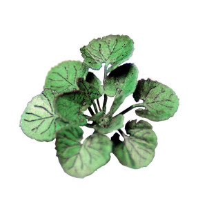 Łopian większy, Arctium lappa, KoTeBi KTB087670