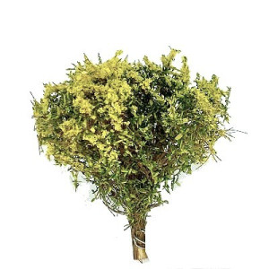 Krzaki 35 - 40 mm, kwitnące, kolor żółty, KoTeBi, KTB Z 0025