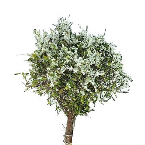 Krzaki 35 - 40 mm, kwitnące, kolor biały, KoTeBi, KTB Z 0024