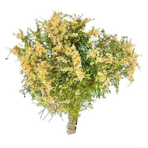 Krzaki 35 - 40 mm, kwitnące, kolor łososiowy, KoTeBi, KTB Z 0026